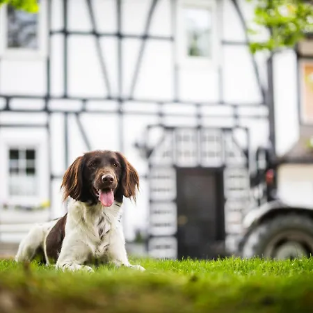 Hof Koehne - Haus Am Spielplatz - Taube Appartement Schmallenberg