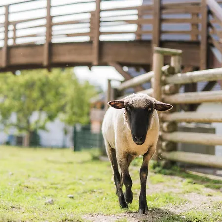 Hof Koehne - Haus Am Spielplatz - Taube * Schmallenberg