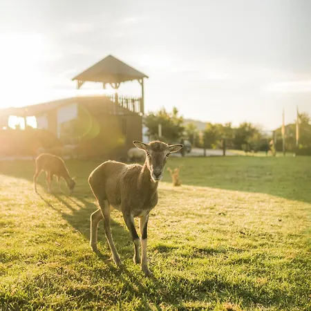 Appartement Hof Koehne - Haus Am Spielplatz - Taube *
